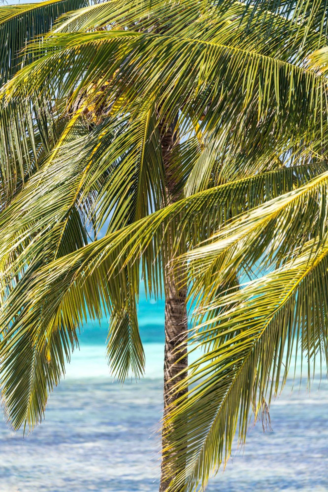 Tasneem Islamic Luxury Suites Jambiani  Exteriér fotografie